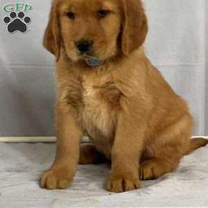 Bruce, Golden Retriever Puppy