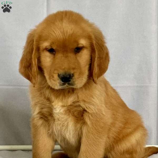 Bruce, Golden Retriever Puppy