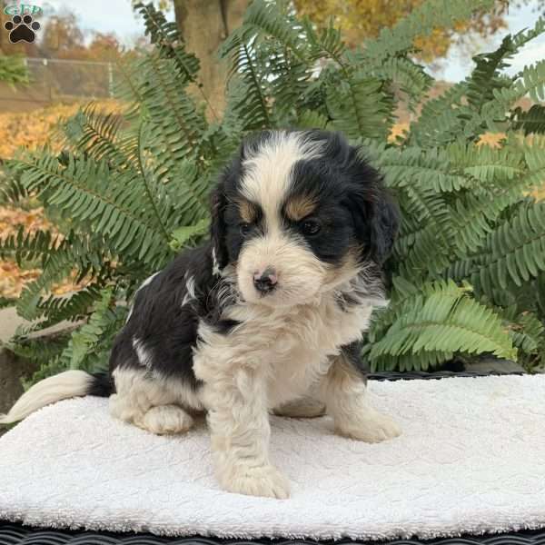 Milton, Cavapoo Puppy