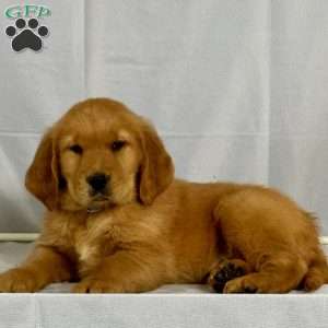 Bruce, Golden Retriever Puppy