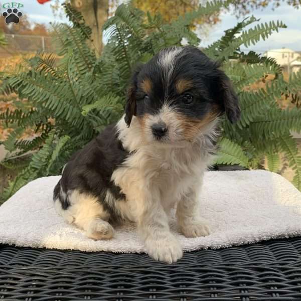 Mickey, Cavapoo Puppy