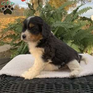 Mickey, Cavapoo Puppy