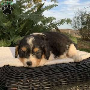 Mickey, Cavapoo Puppy