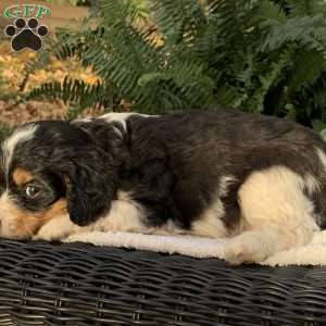 Mickey, Cavapoo Puppy