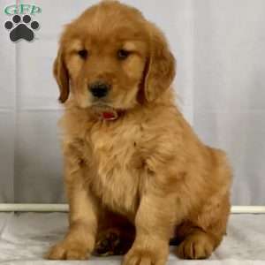 Bonnie, Golden Retriever Puppy