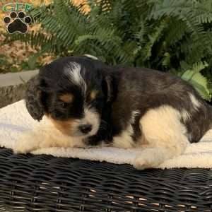 Mickey, Cavapoo Puppy