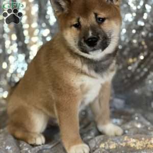 Bobby, Shiba Inu Puppy