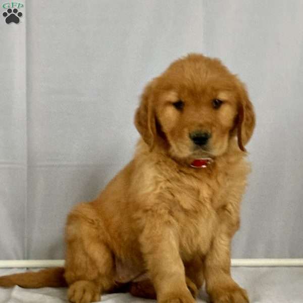 Bonnie, Golden Retriever Puppy