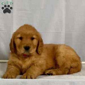 Bonnie, Golden Retriever Puppy