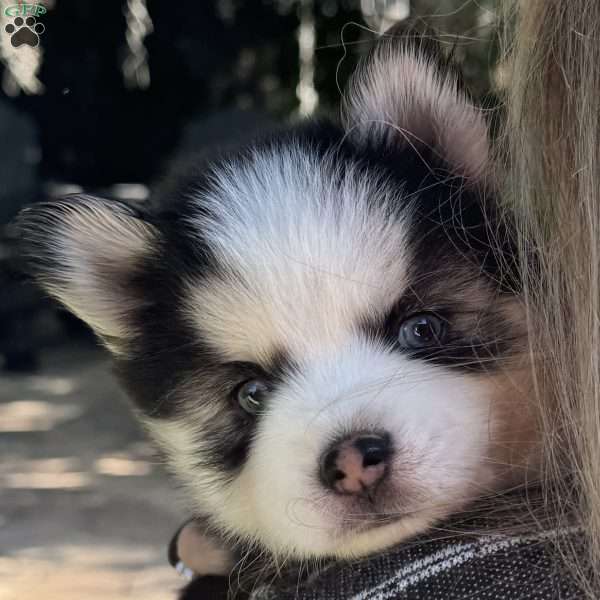 Saint, Pomsky Puppy