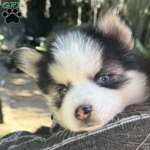 Saint, Pomsky Puppy