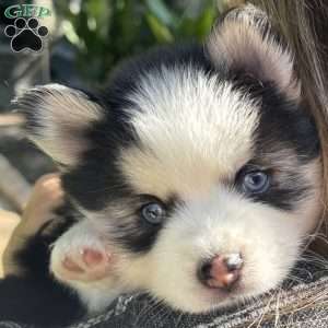 Saint, Pomsky Puppy