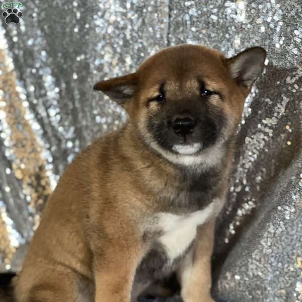 Bambi, Shiba Inu Puppy