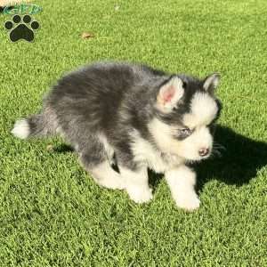 Saint, Pomsky Puppy