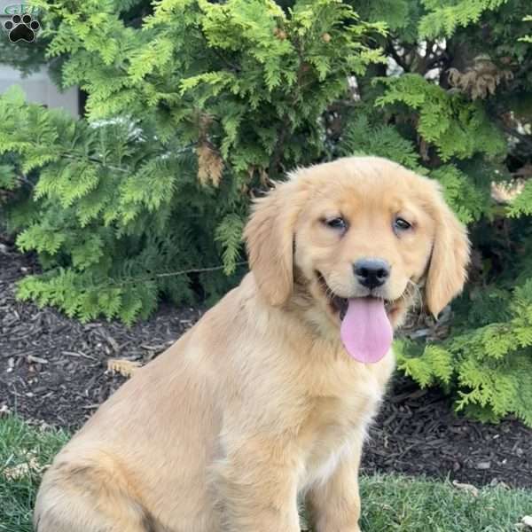 Jenny, Golden Retriever Puppy