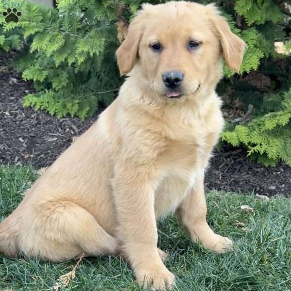 Julie, Golden Retriever Puppy