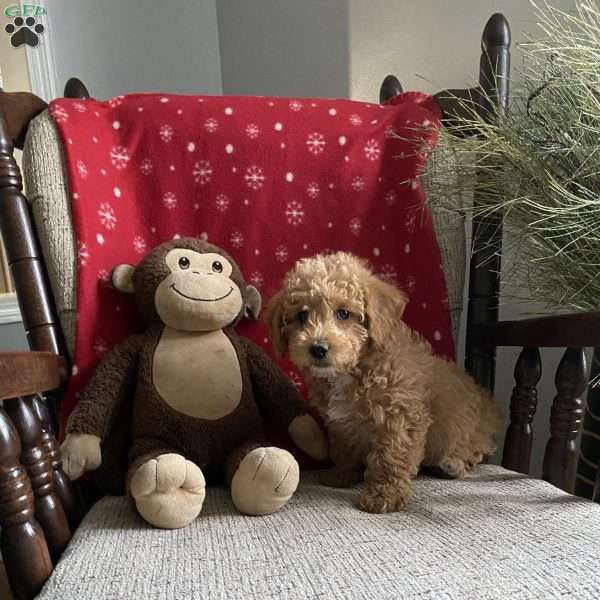 Chipper- F1bb, Mini Labradoodle Puppy