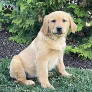 Julie, Golden Retriever Puppy