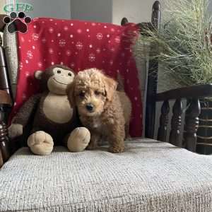 Chipper- F1bb, Mini Labradoodle Puppy