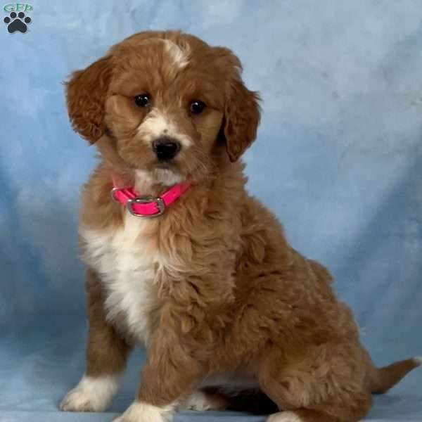 Diva, Goldendoodle Puppy