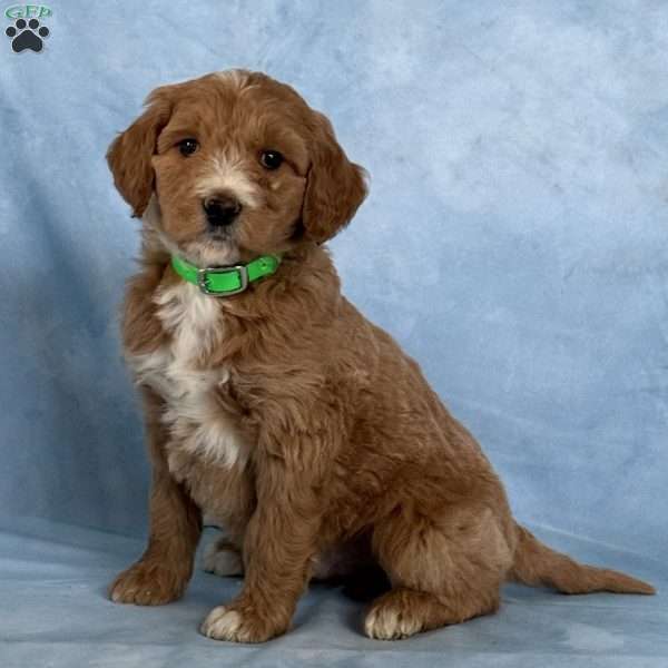 Dash, Goldendoodle Puppy