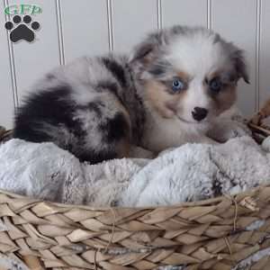 Oakley, Toy Australian Shepherd Puppy