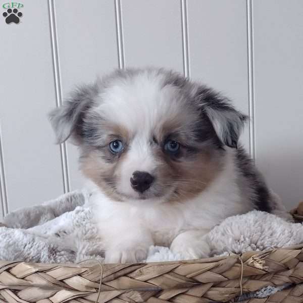 Oakley, Toy Australian Shepherd Puppy