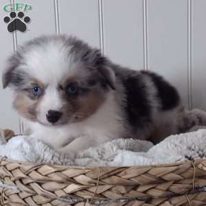 Oakley, Toy Australian Shepherd Puppy