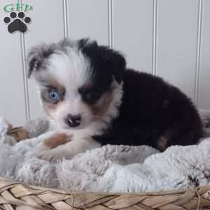 Tucker, Toy Australian Shepherd Puppy