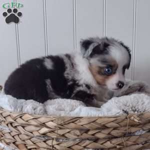 Tucker, Toy Australian Shepherd Puppy