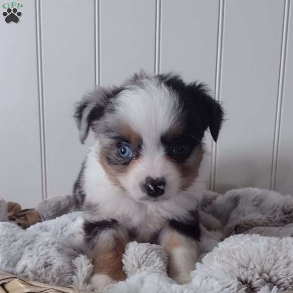 Tucker, Toy Australian Shepherd Puppy