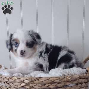 Bella, Toy Australian Shepherd Puppy