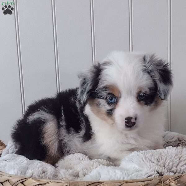 Bella, Toy Australian Shepherd Puppy