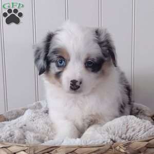 Bella, Toy Australian Shepherd Puppy