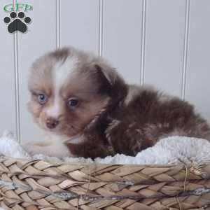 Scarlet, Toy Australian Shepherd Puppy