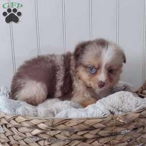 Scarlet, Toy Australian Shepherd Puppy