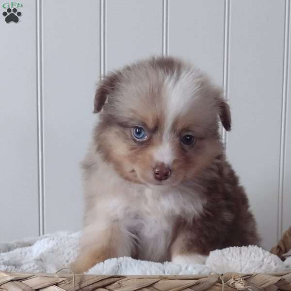 Scarlet, Toy Australian Shepherd Puppy