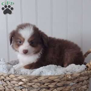 Rusty, Toy Australian Shepherd Puppy