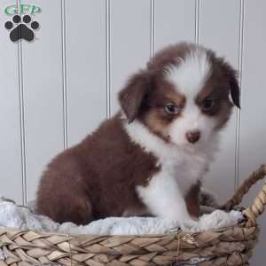 Rusty, Toy Australian Shepherd Puppy