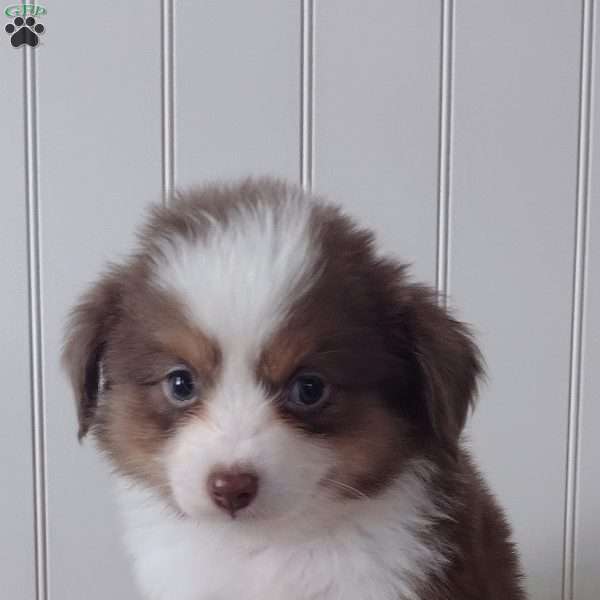 Rusty, Toy Australian Shepherd Puppy