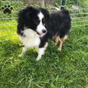 Scarlet, Toy Australian Shepherd Puppy