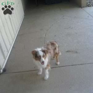 Scarlet, Toy Australian Shepherd Puppy