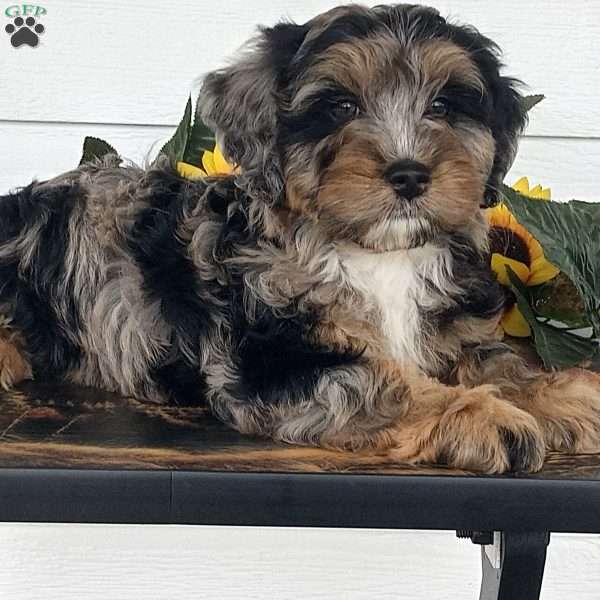 Sadie, Mini Bernedoodle Puppy