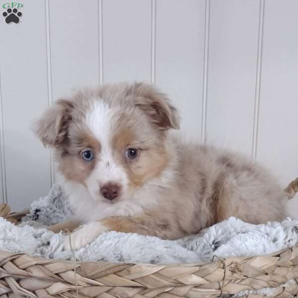 Willow, Toy Australian Shepherd Puppy