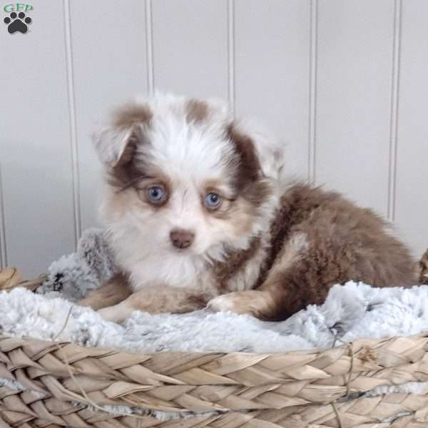 Nova, Toy Australian Shepherd Puppy