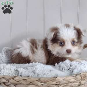 Nova, Toy Australian Shepherd Puppy