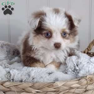 Nova, Toy Australian Shepherd Puppy