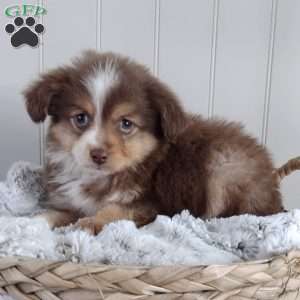 Ginger, Toy Australian Shepherd Puppy