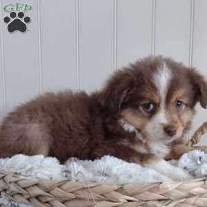 Ginger, Toy Australian Shepherd Puppy