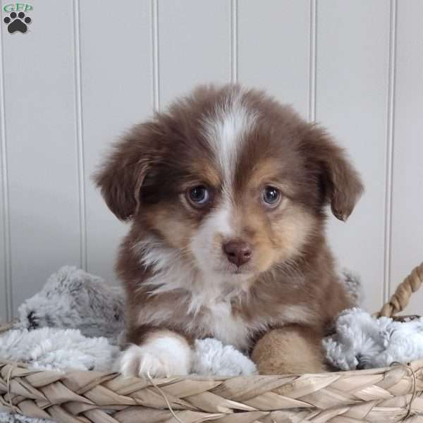 Ginger, Toy Australian Shepherd Puppy